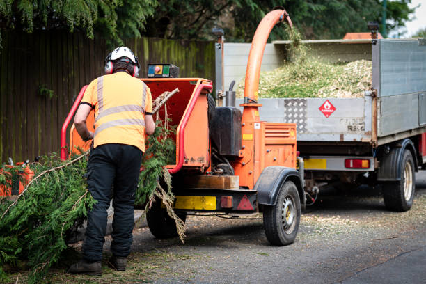 Best Tree Health Inspection  in Chisago City, MN